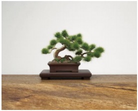 THE BONSAI PLASTIC MODEL KIT 1